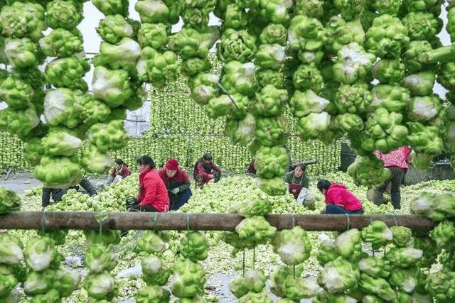年营收、净利润双降涪陵榨菜还能向哪走？麻将胡了2模拟器老本越发啃不动2024(图4)